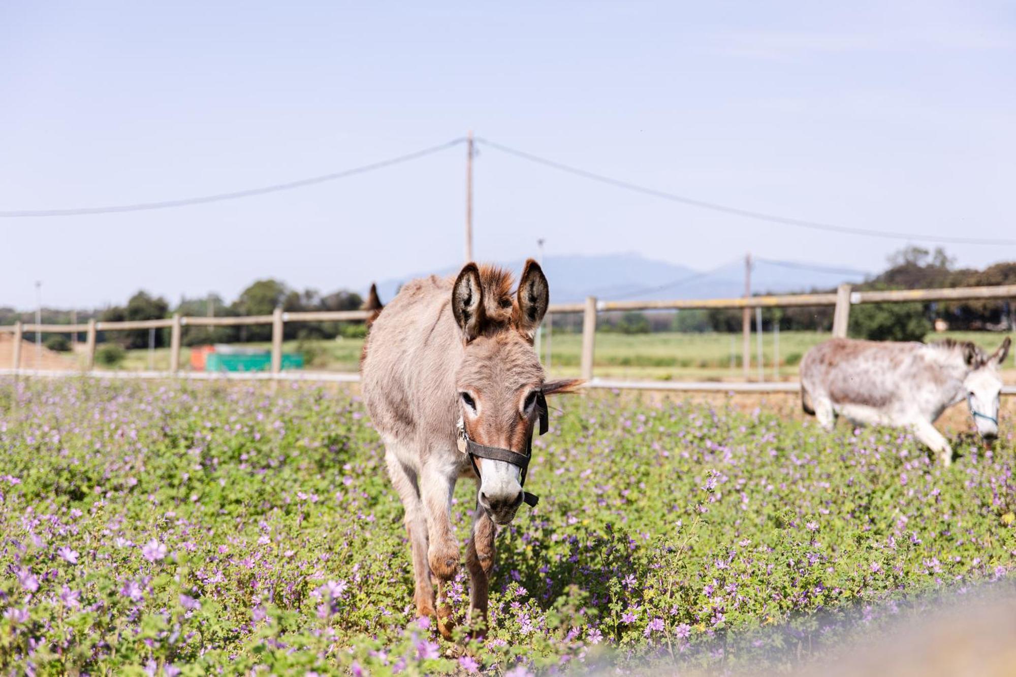Agroturisme Sant Dionis Campllong エクステリア 写真